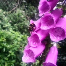 #chiswickpark #flowers