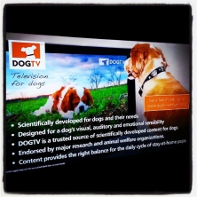 Vita da cani #televisionfordogs #onlyfordogs #dogtv #londra #london #londonlife #cimancailcane #evolution