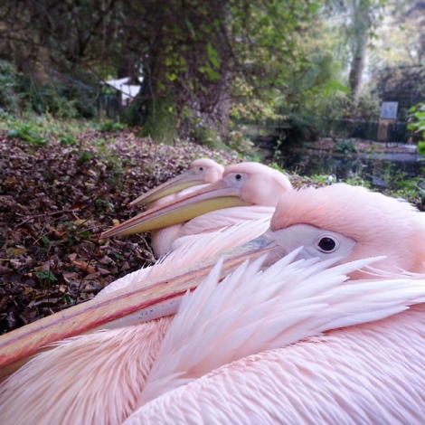 #pink #pelicans #edinburgh #zoo #scotland #scottish