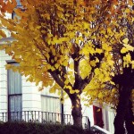 #yellowleaves at #hollandpark #today with a #great #sunshine #london #londra