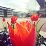 #flowers #nature #chiswickpark #london #londra